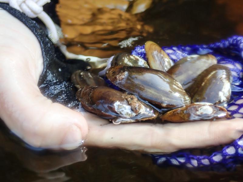 A biologist holds a handful of salamander mussels from the Chippewa River, Wisconsin.