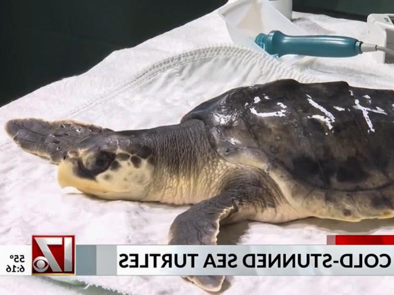 在北卡罗来纳州自然科学博物馆，兽医工作人员正在照顾一只因感冒而昏迷的肯普雷德利海龟.