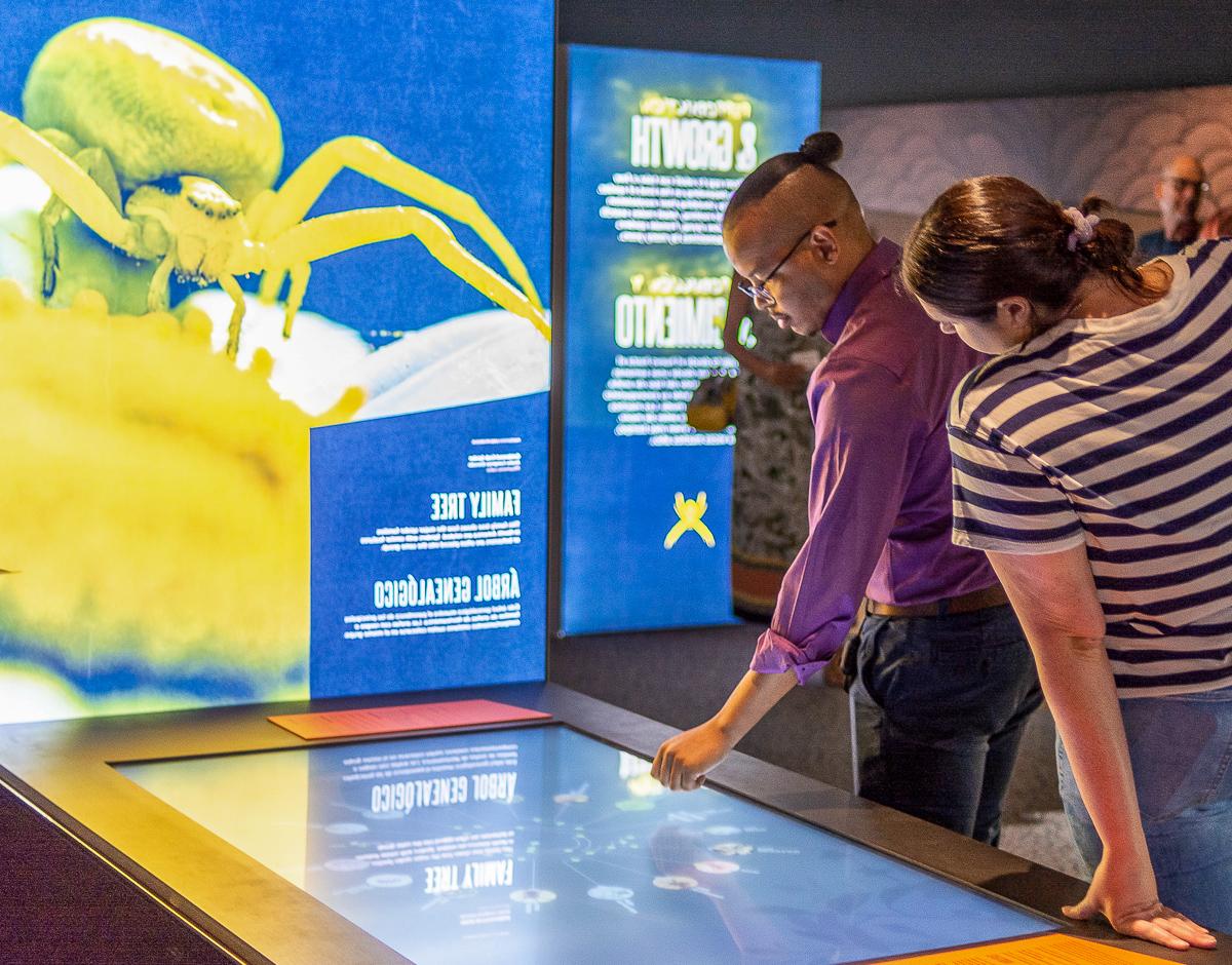 This area introduces visitors to the spider family tree using a large interactive touchscreen panel. Visitors can explore the complex and entangled branches of spider families using North American specimens as examples.